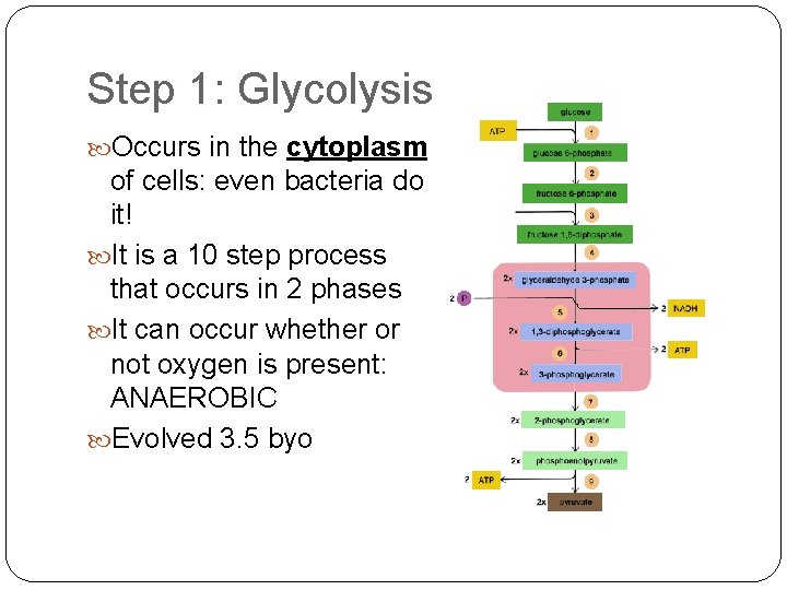 Step 1: Glycolysis Occurs in the cytoplasm of cells: even bacteria do it! It