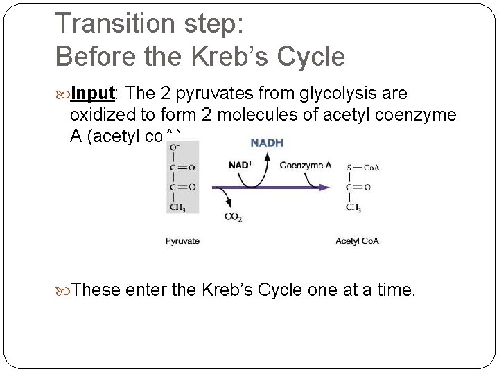 Transition step: Before the Kreb’s Cycle Input: The 2 pyruvates from glycolysis are oxidized