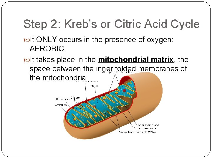 Step 2: Kreb’s or Citric Acid Cycle It ONLY occurs in the presence of