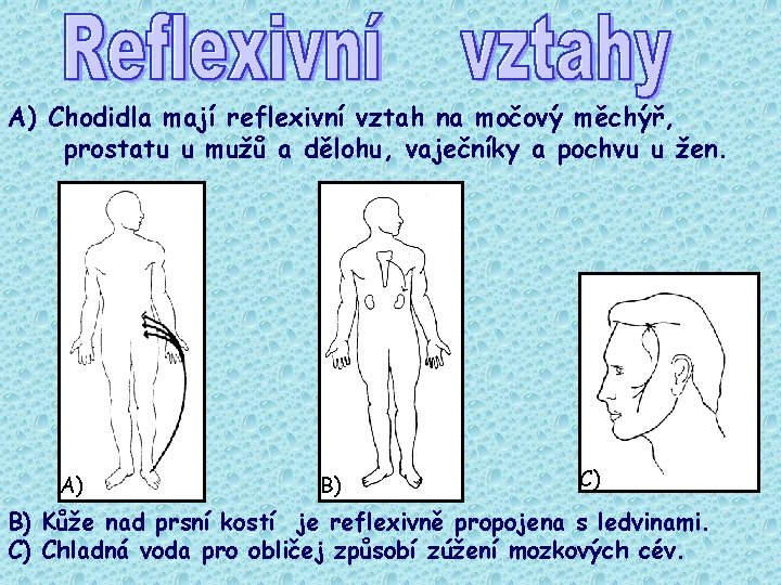 A) Chodidla mají reflexivní vztah na močový měchýř, prostatu u mužů a dělohu, vaječníky