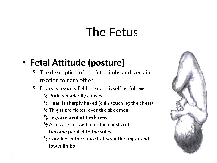 The Fetus • Fetal Attitude (posture) Ä The description of the fetal limbs and