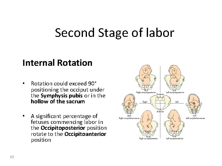 Second Stage of labor Internal Rotation • Rotation could exceed 90° positioning the occiput