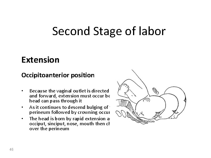 Second Stage of labor Extension Occipitoanterior position • • • 46 Because the vaginal