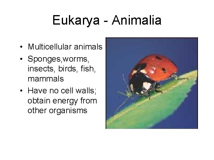 Eukarya - Animalia • Multicellular animals • Sponges, worms, insects, birds, fish, mammals •