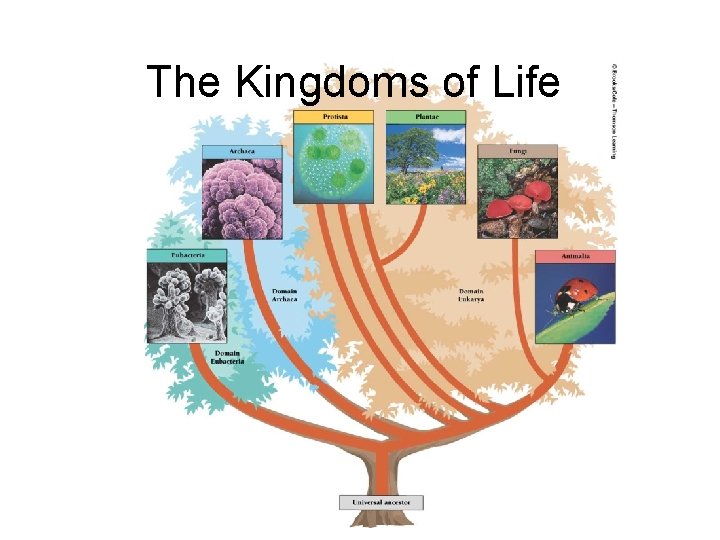 The Kingdoms of Life 