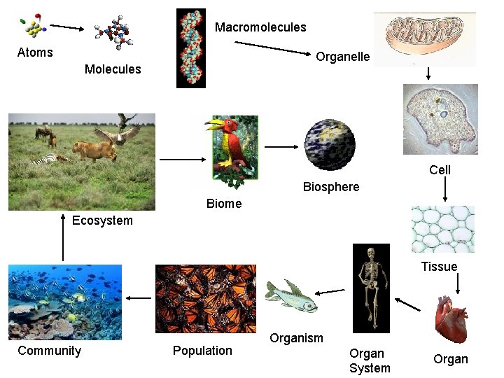 Macromolecules Atoms Organelle Molecules Cell Biosphere Biome Ecosystem Tissue Community Population Organism Organ System