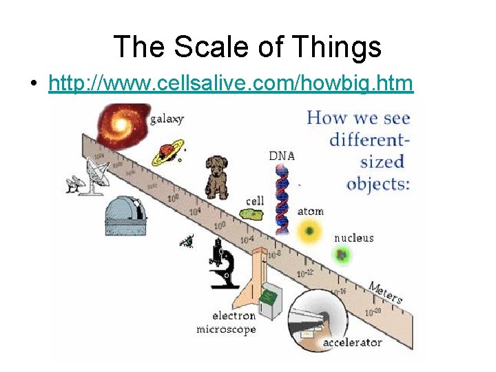 The Scale of Things • http: //www. cellsalive. com/howbig. htm 
