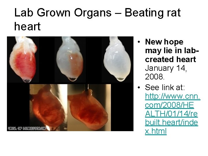 Lab Grown Organs – Beating rat heart • New hope may lie in labcreated