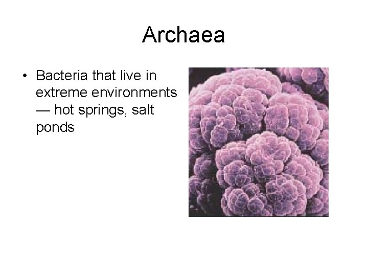 Archaea • Bacteria that live in extreme environments — hot springs, salt ponds 