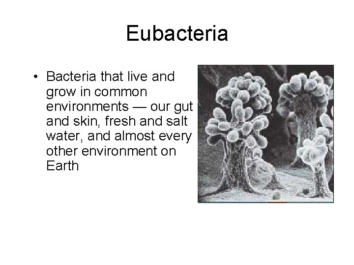 Eubacteria • Bacteria that live and grow in common environments — our gut and