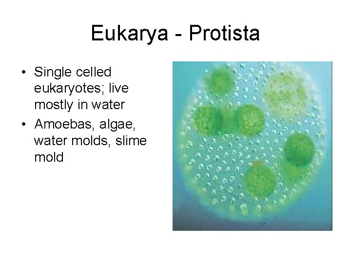 Eukarya - Protista • Single celled eukaryotes; live mostly in water • Amoebas, algae,