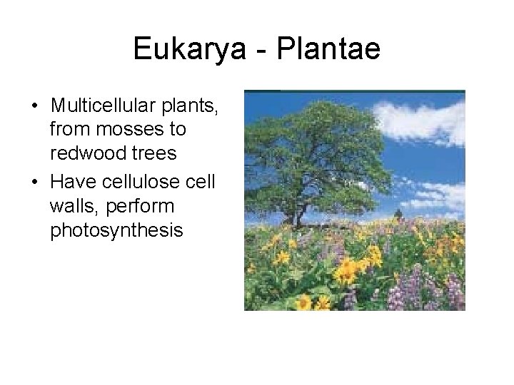 Eukarya - Plantae • Multicellular plants, from mosses to redwood trees • Have cellulose