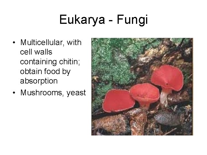 Eukarya - Fungi • Multicellular, with cell walls containing chitin; obtain food by absorption