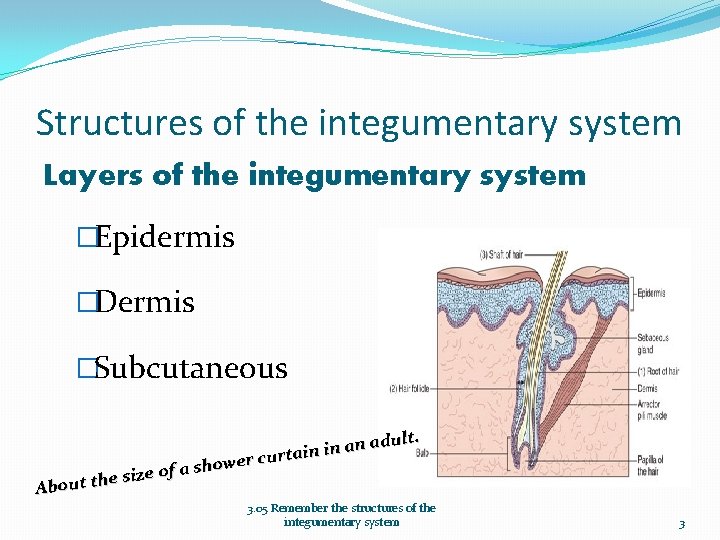 Structures of the integumentary system Layers of the integumentary system �Epidermis �Dermis �Subcutaneous dult.