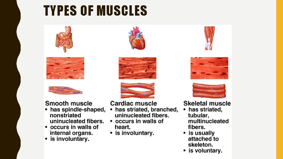 TYPES OF MUSCLES 
