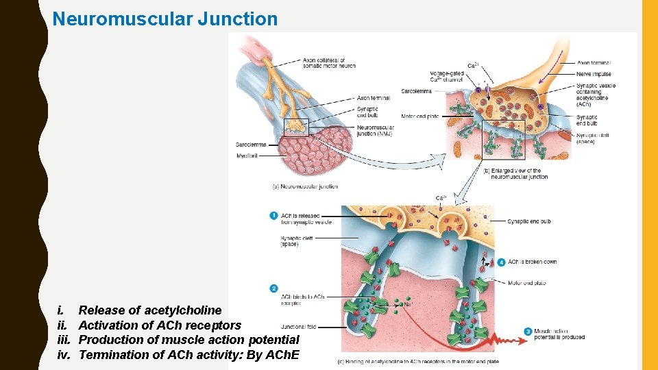 Neuromuscular Junction i. iii. iv. Release of acetylcholine Activation of ACh receptors Production of
