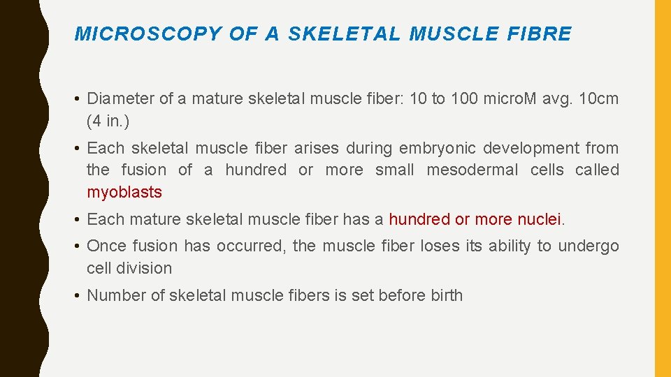 MICROSCOPY OF A SKELETAL MUSCLE FIBRE • Diameter of a mature skeletal muscle fiber: