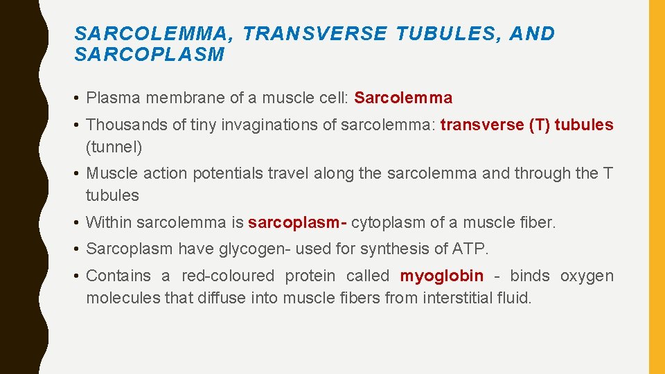 SARCOLEMMA, TRANSVERSE TUBULES, AND SARCOPLASM • Plasma membrane of a muscle cell: Sarcolemma •