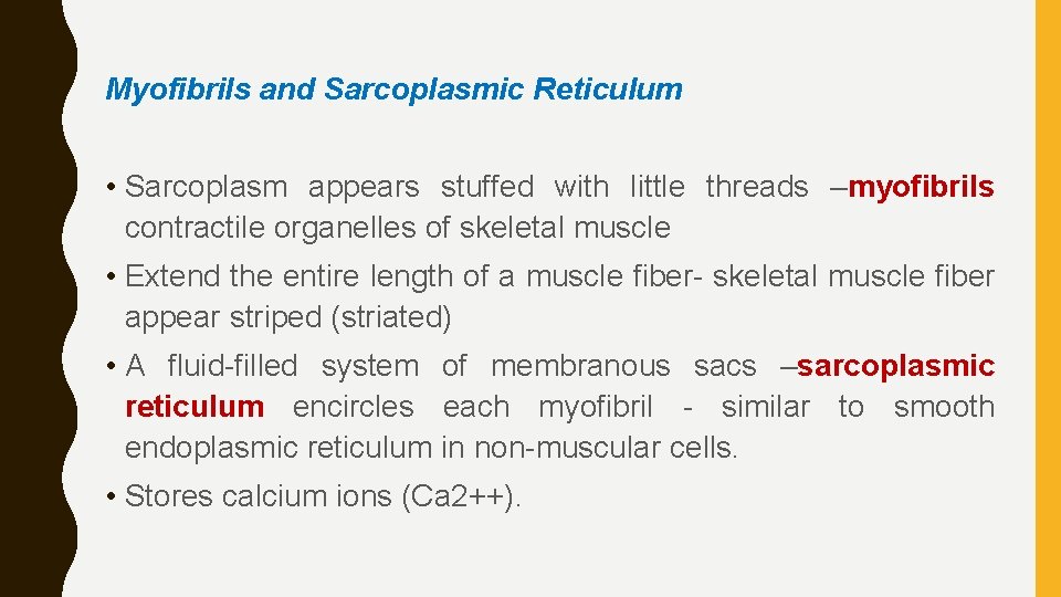 Myofibrils and Sarcoplasmic Reticulum • Sarcoplasm appears stuffed with little threads –myofibrils contractile organelles