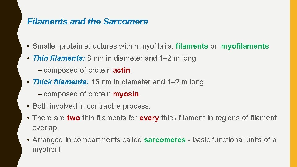 Filaments and the Sarcomere • Smaller protein structures within myofibrils: filaments or myofilaments •