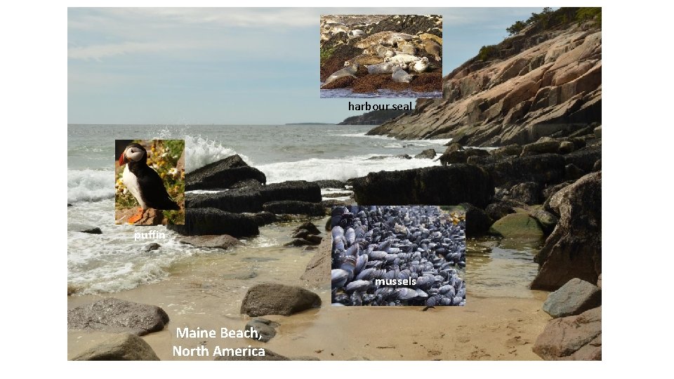 harbour seal puffin mussels Maine Beach, North America 