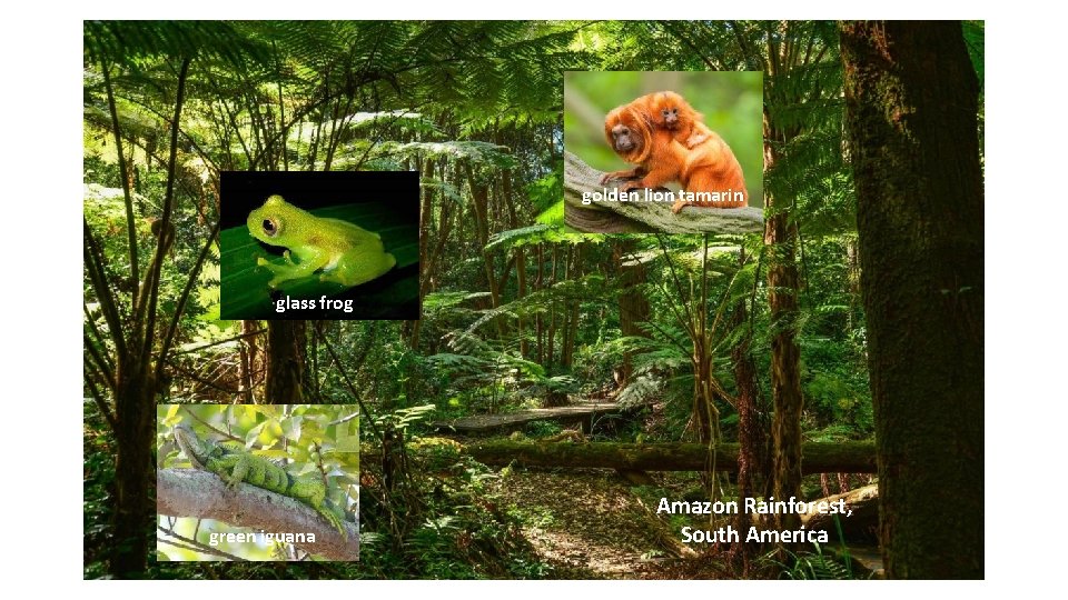 golden lion tamarin glass frog green iguana Amazon Rainforest, South America 