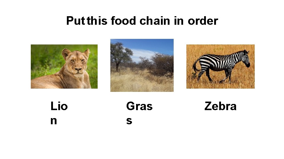 Put this food chain in order Lio n Gras s Zebra 