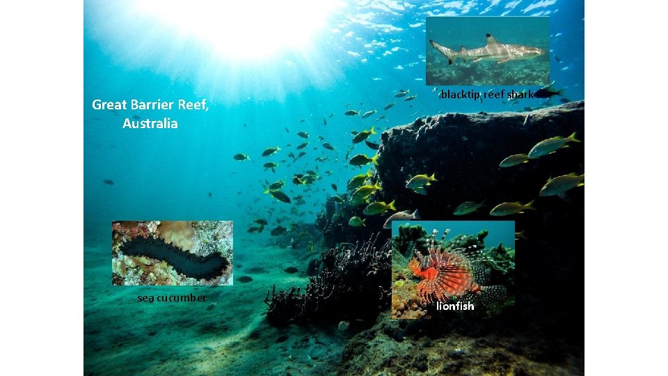 Great Barrier Reef, Australia sea cucumber blacktip reef shark lionfish 