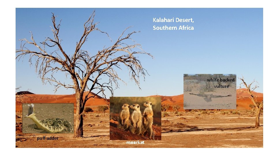 Kalahari Desert, Southern Africa white backed vulture puff adder meerkat 