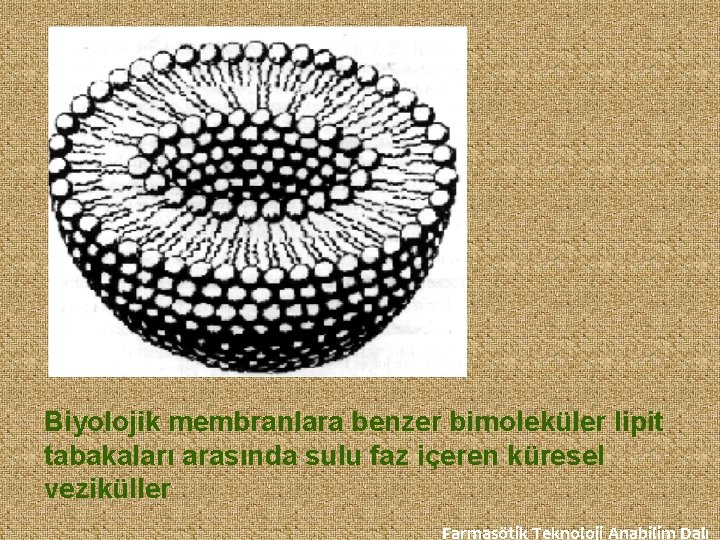 Biyolojik membranlara benzer bimoleküler lipit tabakaları arasında sulu faz içeren küresel veziküller Farmasötik Teknoloji