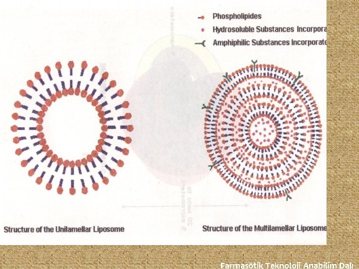 Farmasötik Teknoloji Anabilim Dalı 