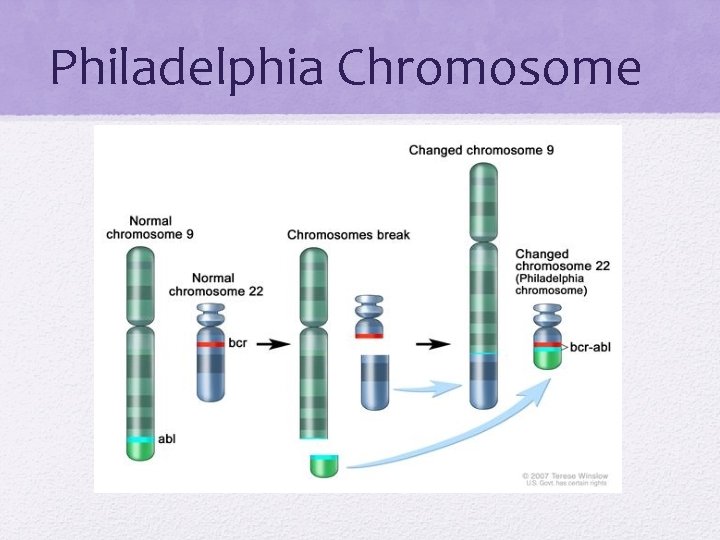 Philadelphia Chromosome 