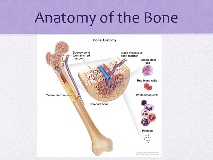 Anatomy of the Bone 