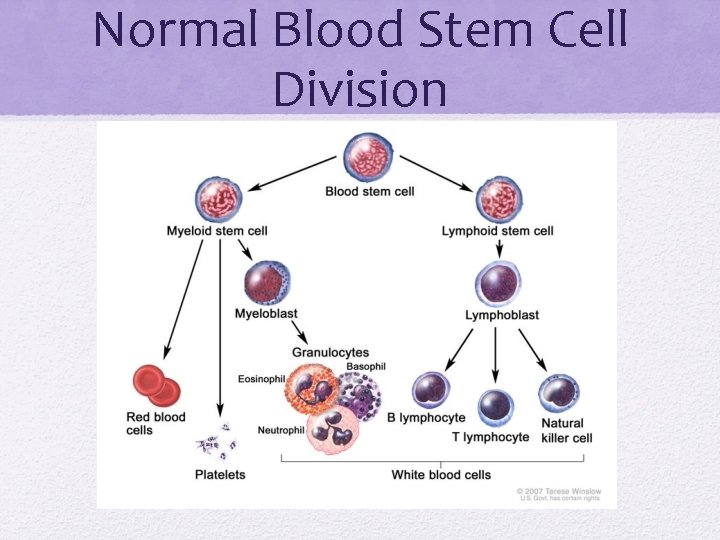 Normal Blood Stem Cell Division 