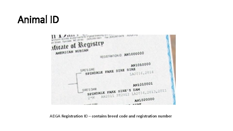 Animal ID ADGA Registration ID – contains breed code and registration number 