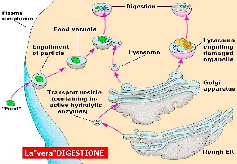 La“vera”DIGESTIONE 