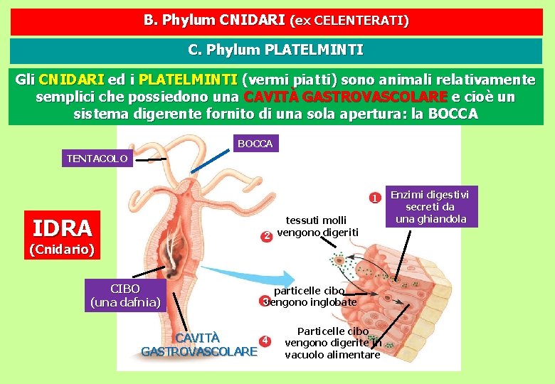 B. Phylum CNIDARI (ex CELENTERATI) C. Phylum PLATELMINTI Gli CNIDARI ed i PLATELMINTI (vermi