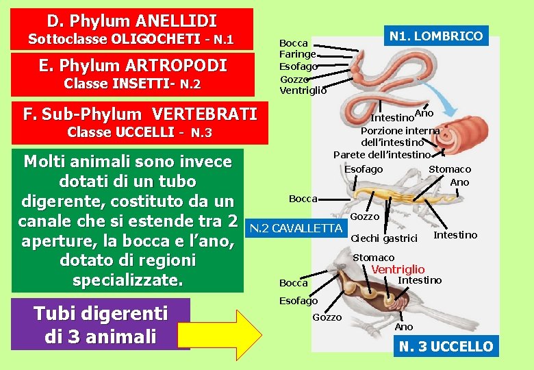 D. Phylum ANELLIDI Sottoclasse OLIGOCHETI - N. 1 E. Phylum ARTROPODI Classe INSETTI- N.