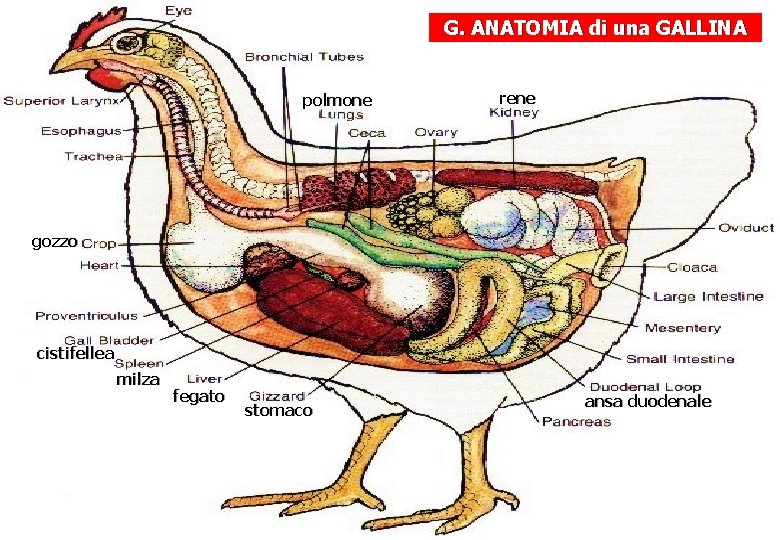 G. ANATOMIA di una GALLINA polmone rene gozzo cistifellea milza fegato stomaco ansa duodenale