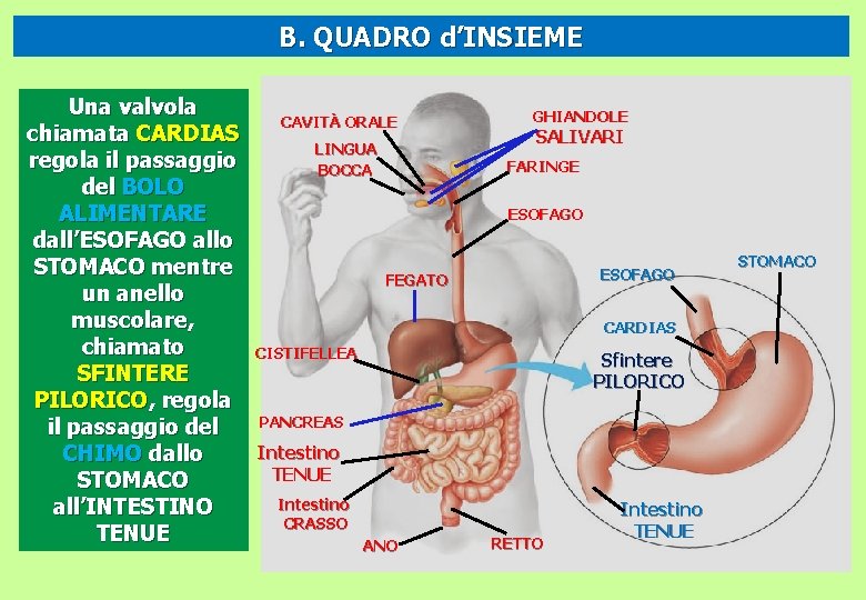 B. QUADRO d’INSIEME Una valvola chiamata CARDIAS regola il passaggio del BOLO ALIMENTARE dall’ESOFAGO