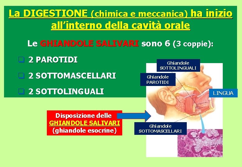 La DIGESTIONE (chimica e meccanica) ha inizio all’interno della cavità orale Le GHIANDOLE SALIVARI