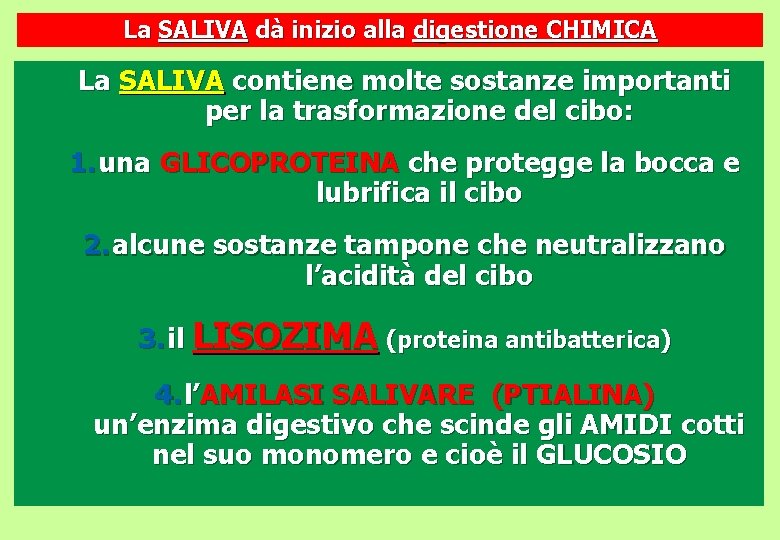 La SALIVA dà inizio alla digestione CHIMICA La SALIVA contiene molte sostanze importanti per