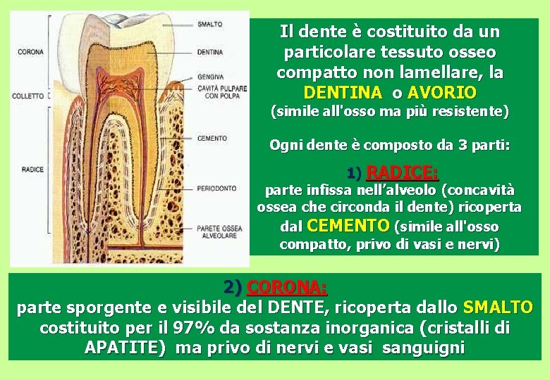 Il dente è costituito da un particolare tessuto osseo compatto non lamellare, la DENTINA