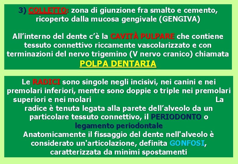 3) COLLETTO: zona di giunzione fra smalto e cemento, ricoperto dalla mucosa gengivale (GENGIVA)