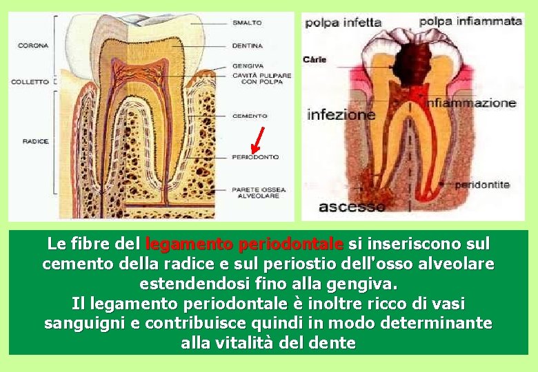 Le fibre del legamento periodontale si inseriscono sul cemento della radice e sul periostio