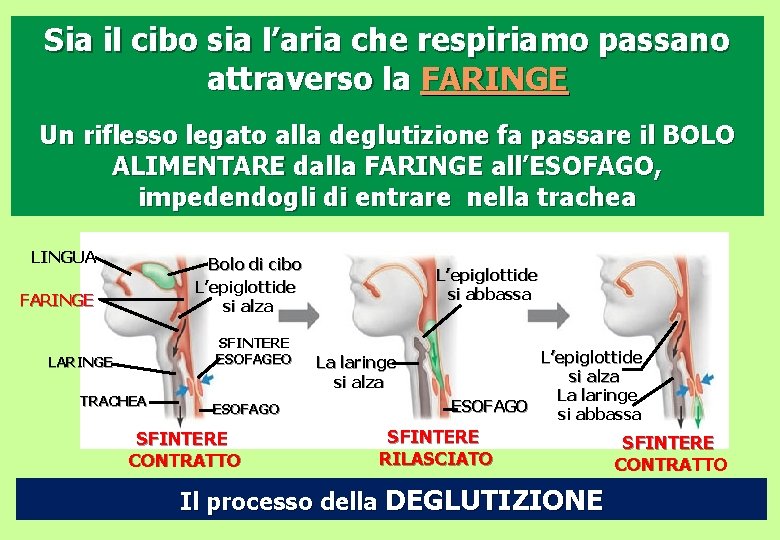 Sia il cibo sia l’aria che respiriamo passano attraverso la FARINGE Un riflesso legato