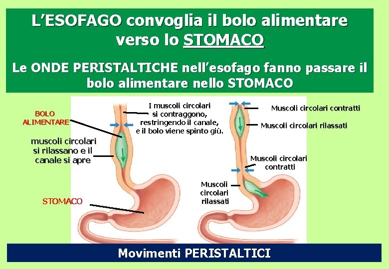 L’ESOFAGO convoglia il bolo alimentare verso lo STOMACO Le ONDE PERISTALTICHE nell’esofago fanno passare