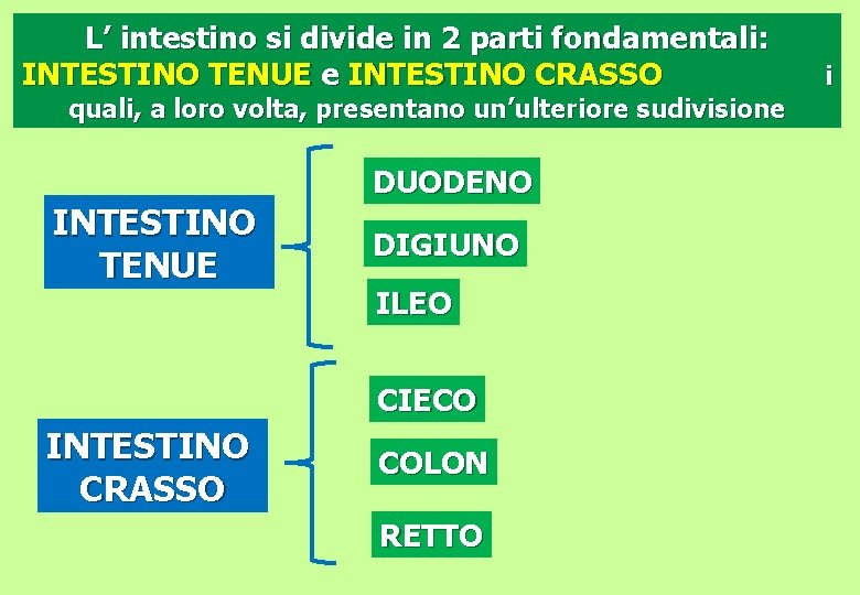 L’ intestino si divide in 2 parti fondamentali: INTESTINO TENUE e INTESTINO CRASSO quali,