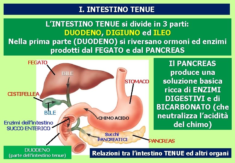 I. INTESTINO TENUE L’INTESTINO TENUE si divide in 3 parti: DUODENO, DIGIUNO ed ILEO