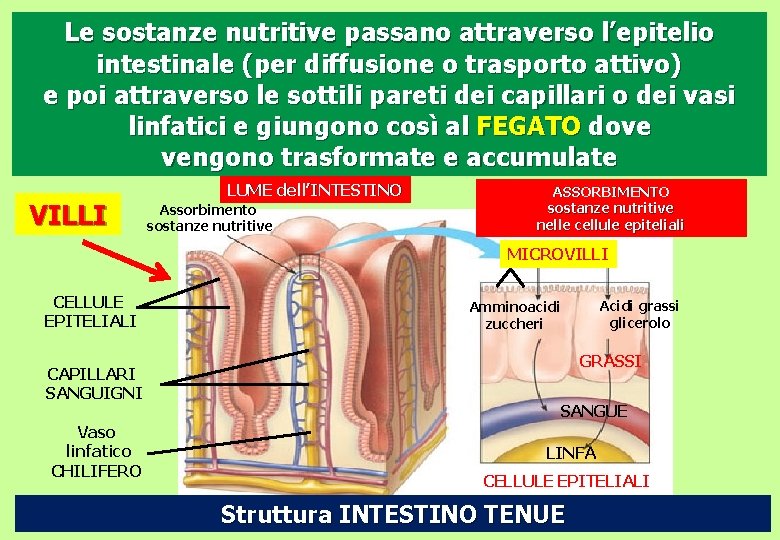 Le sostanze nutritive passano attraverso l’epitelio intestinale (per diffusione o trasporto attivo) e poi